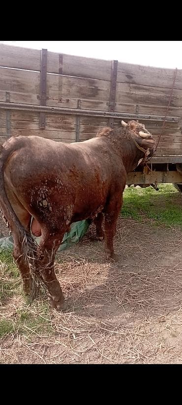 товары для животных: Продаю | Бык (самец) | Швицкая | Для разведения | Осеменитель — 1