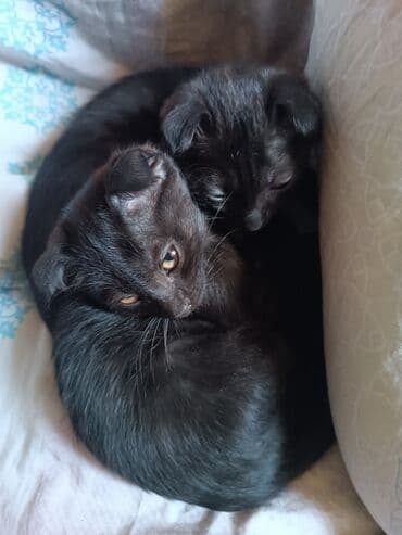 Кошки: Кошка даром: Скотиш Фолд (Шотландская вислоухая), 4 месяца, Девочка, Приучена к лотку — 8