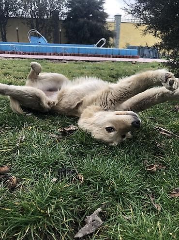 мопс собака: 6 месяцев, Самка — 8