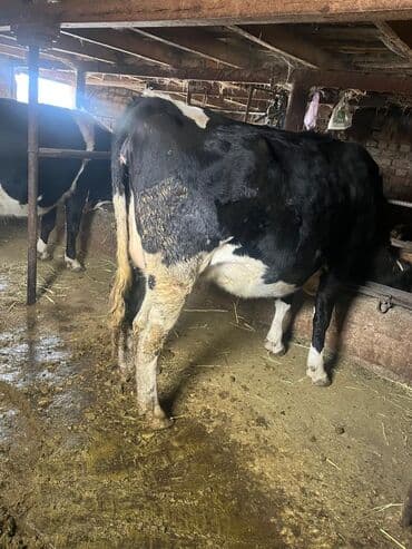 мышык фото: Сатам | Уй (ургаачы) | Сүт алуу үчүн | Байланган — 9