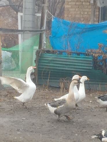 Домашние гуси (разные окрасы) - Порода/тип: крупные сельские гуси