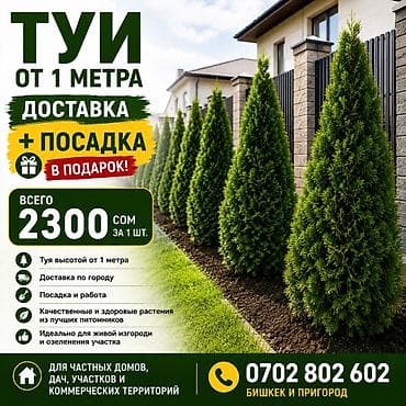 бамбуковые шторы бишкек: В стоимость входит: 🚚 Доставка по городу 🌱 Посадка и работа 🌿 Туя от 1 — 1