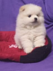 акустические системы meizu колонка в виде собак: Щенок декоративной породы (маленький пушистый шпицевого типа) — 4