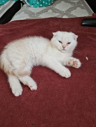 котята сиамской кошки: Скотиш Страйт (Шотландская прямоухая), 2 месяца, Мальчик, Рыжий, Приучена к лотку — 5
