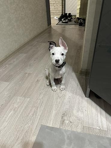 перевозка собак: Продается щеночек Питбуля чистый Девочка Белая с темными пятнами 2.5 — 1