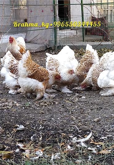 продаю инкубатор: Продаю | Куры, Инкубационные яйца | Брама | Для разведения — 5