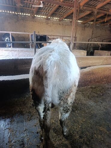 музоо фото: Продаю | Бык (самец) | На откорм | Осеменитель — 1