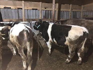 Товары и оборудование для с/х животных: Продаю | Бык (самец) | Полукровка | На откорм | Привязанные — 2