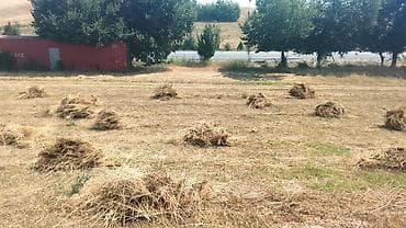 мышык арзан: Сено луговое в копнах - Натуральное луговое сено первого укоса — 1