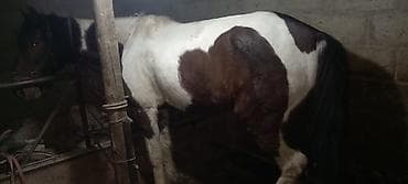 Кошки: Продаю | Конь (самец) | Рабочий — 1