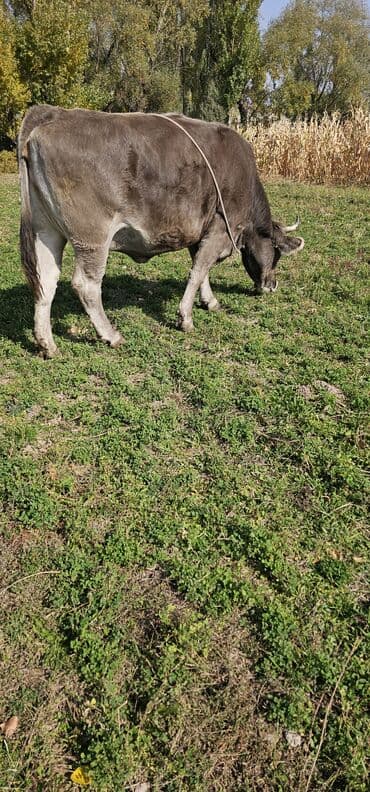 сколько стоит собака породы корги: Продаю | Корова (самка), Бык (самец), Тёлка | Полукровка, Алатауская | Для разведения, Для молока | Стельные — 4