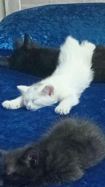 кастрация кота бишкек: Кошка даром: Беспородная, 1 месяц, Мальчик, Приучена к лотку — 4