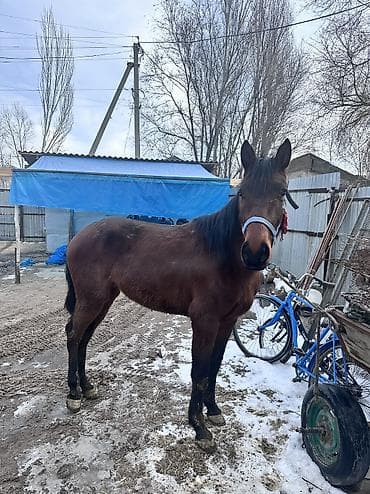 бойка эр: Сатам | Байтал | Жумушка | Мерин — 5