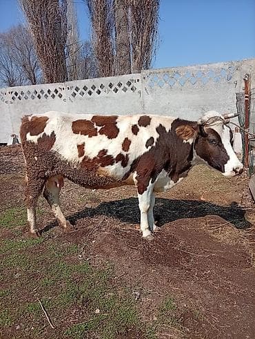 скот корова: Продаю | Корова (самка) | Для молока | Привязанные — 1