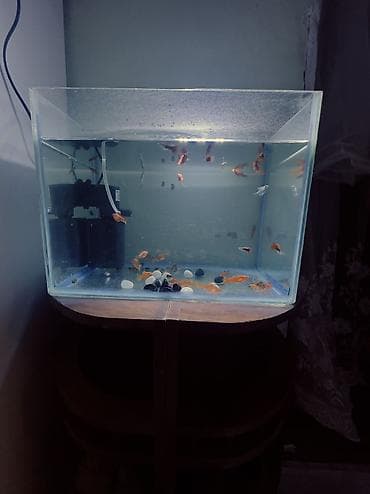 аквариум 200: Аквариумный комплект - Прямоугольный стеклянный аквариум из — 4