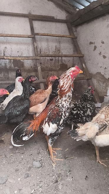 продаю петух: Продаю | Петух | Для разведения — 3