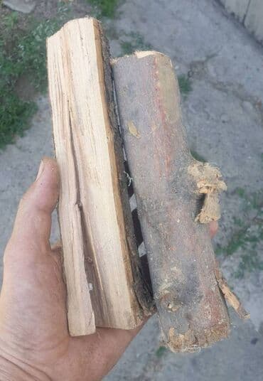 купить семена павловнии бишкек: Дрова — 2