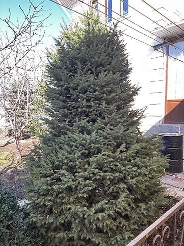 купить ёлку: Саженцы деревьев: Ели — 2