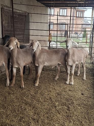 кролики цена: Продаю | Овца (самка) | На забой — 7