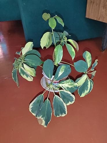 искусственный цветок в горшке большой: Шеффлера вариегатная (Schefflera arboricola variegata) в горшке. - — 2