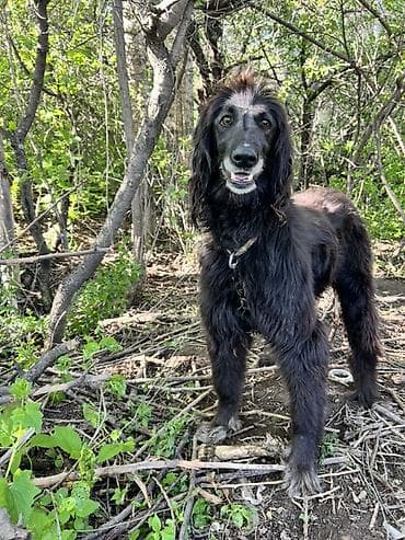 щенки фокстерьера: 3 года, Самка — 2