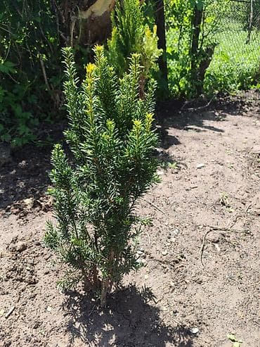 5000 сом кино: Продается дом на участке 18 соток, возле таможни Кордай, имеется — 8