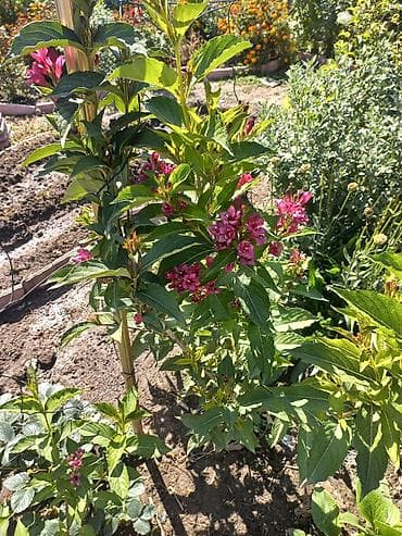 кулпунай ош: Цветущий кустарник вейгелы с яркими цветами малиново-розового оттенка — 4