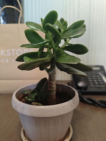 Комнатные растения: Толстянка (денежное дерево) в горшке - Вид: Crassula ovata — 8