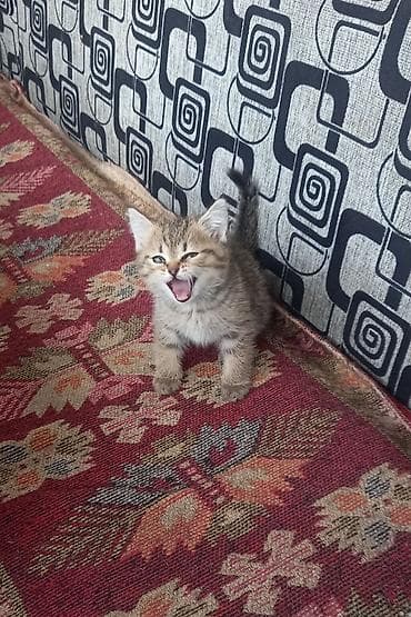 шотландский короткошерстный кот цена: Скотиш Страйт (Шотландская прямоухая), 2 месяца, Девочка, Приучена к лотку — 4