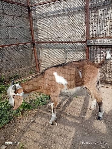 миринос кой: Продаю | Козлёнок | Полукровка | Для разведения | Племенные — 4