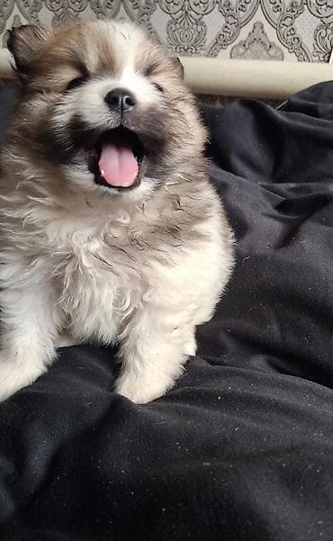 куплю собаку шпиц: Помиранский шпиц •Девочка •Родилась 14 .03.2026 •Окрас : пати-колор — 7