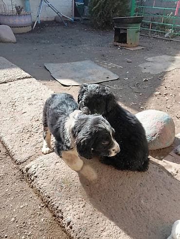 german shepherd: Отдам кутят в добрые руки. Мама-спаниель.Отец Дворняжка — 6