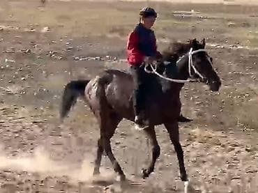 холка: Продаю | Кобыла (самка) | Конный спорт — 2