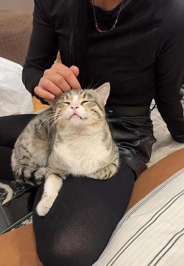 купить камышового кота: Ласковые домашние кошки — идеальные компаньоны для дома. - Окрас — 2