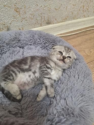 кошка в оше: Шотландские вислоухие котята (Scottish Fold), серебристый мрамор на — 3