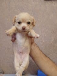 купить щенка французского бульдога: ЩенокЧихуа хуа, кремовый окрас - Пол: кобель - Примерный возраст — 6