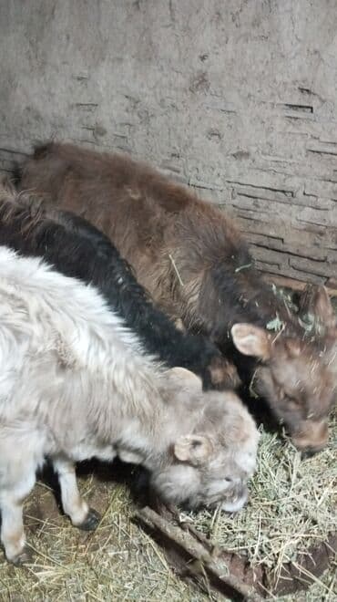 порода голштин: Продаю | Тёлка | На откорм — 4