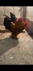 кой кыркыч: Продаю | Петух | Для разведения — 9