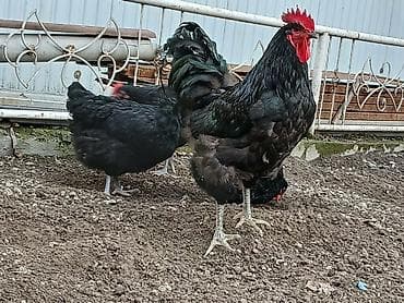 британская котята: Яйца пародистых кур для инкубации Мясо яичная парода Жерсийский гигант — 3