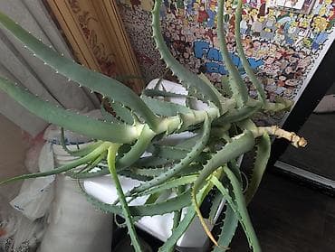 Алоэ: Алоэ (Aloe arborescens) — крупный взрослый куст с мощными мясистыми — 1