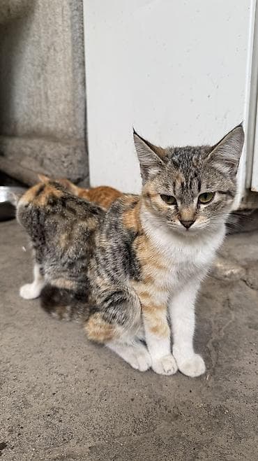 d cat: Отдам в хорошие руки котят и щенят 4 котенка: родились 8 марта Две — 2