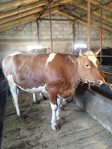 голштин уйлар: Продаю | Корова (самка) | Симментальская | Для молока | Привязанные — 1