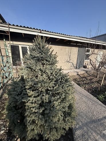 куплю голубой ель: Ель голубая 2 метр — 1