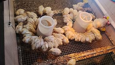 Продукты питания: 10кундук бодоно — 2