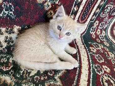 Продажа кошек: Беспородная, 2 месяца, Девочка, Рыжий, Приучена к лотку — 1