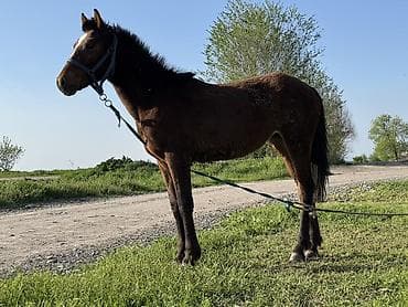 собака питбуль: Продаю | Жеребенок | Кара Жорго | Рабочий | Племенные — 4