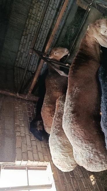 в связи с переездом отдам попугая жако в добрые руки: Продаю | Овца (самка) | Для разведения — 3