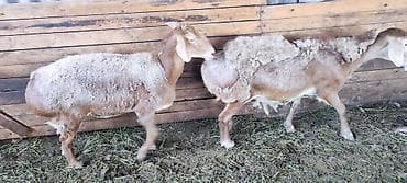 Продам с/х животных: Продаю | Овца (самка) | Арашан | Для разведения | Матка — 5