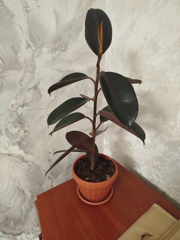 кухонный шкаф купить: Фикус эластика (каучуконосный), сорт с темно-зелёной глянцевой — 2