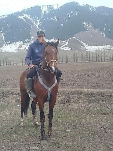 кролик гигант: Продаю | Конь (самец) | Полукровка | Рабочий — 1